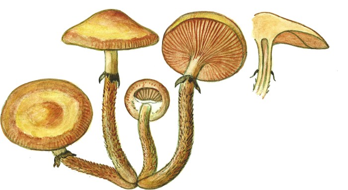 Stubbeskjellsopp oppskrift: En kulinarisk guide til soppens herligheter Stubbeskjellsopp oppskrift: En kulinarisk guide til soppens herligheter