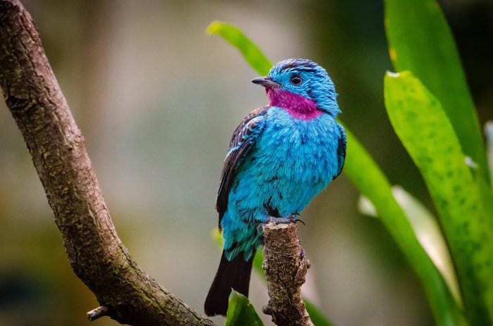 Cotinga oppskrifter: en reise gjennom tropiske smaker og unike ingredienser Cotinga oppskrifter: en reise gjennom tropiske smaker og unike ingredienser