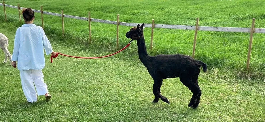 Farms mountain valdres farm summer grazing animals Gjøvik gård omvisning