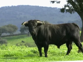 toro gryterett glutenfri