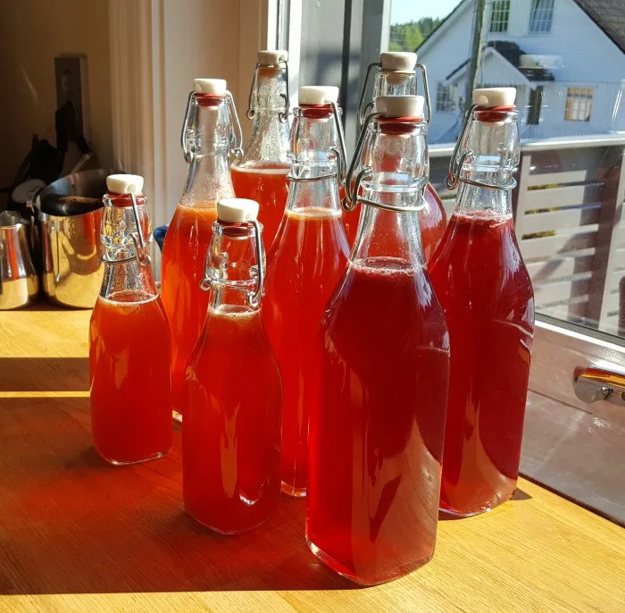 Kombucha-1