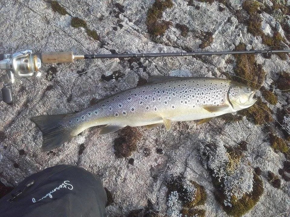 Ferskvannsørret oppskrift