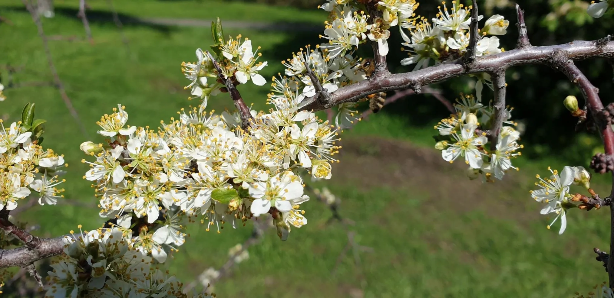 Slåpetorn oppskrifter