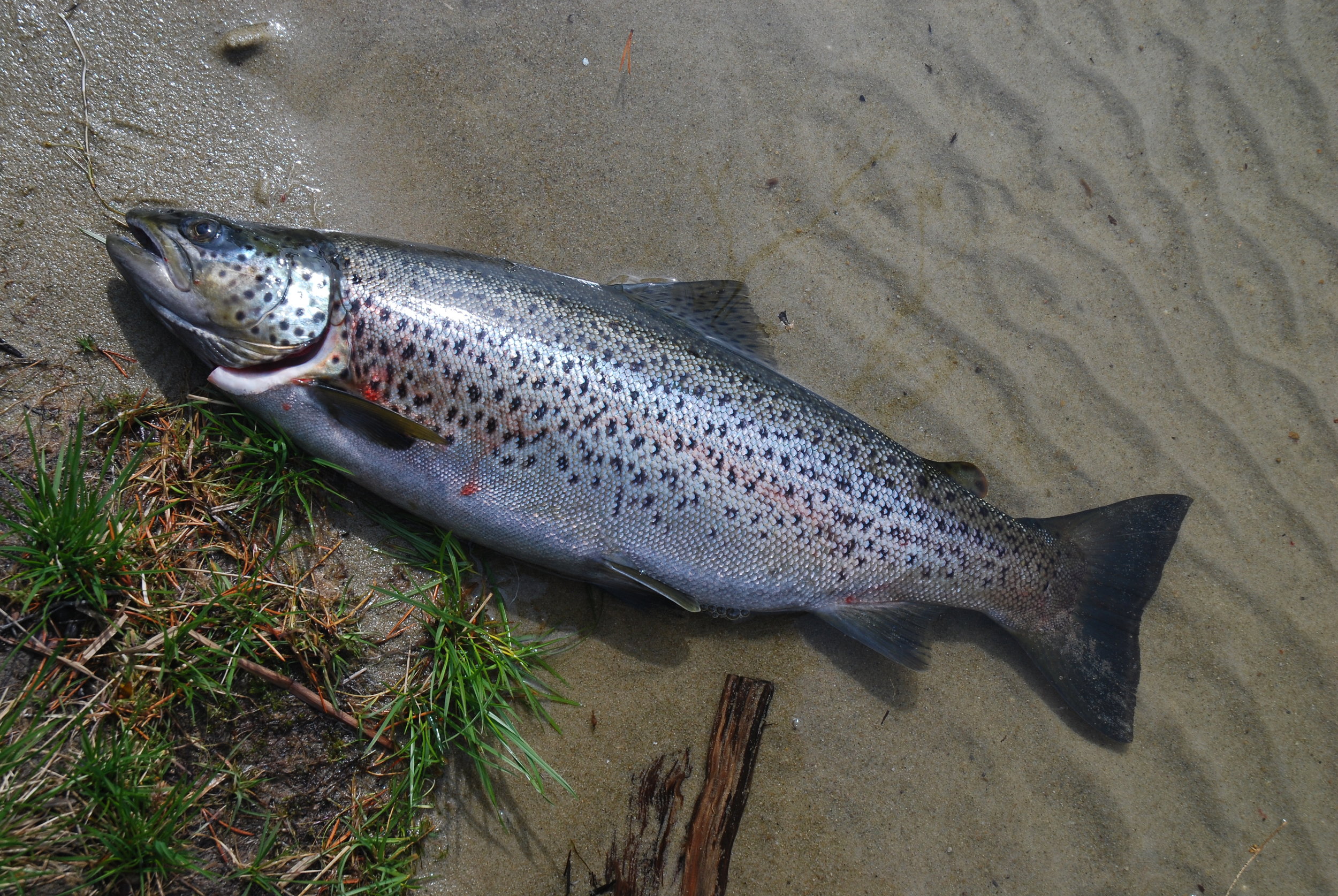 Ferskvannsørret oppskrift