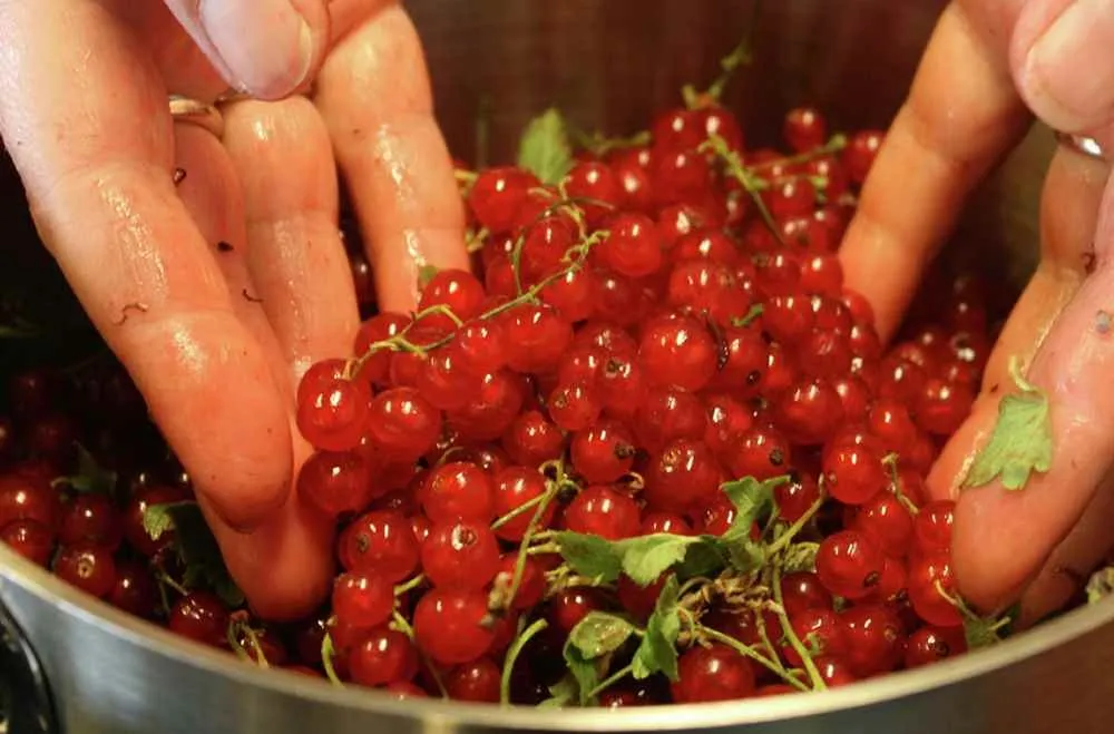 Hjemmelaget oppskrift chiapudding