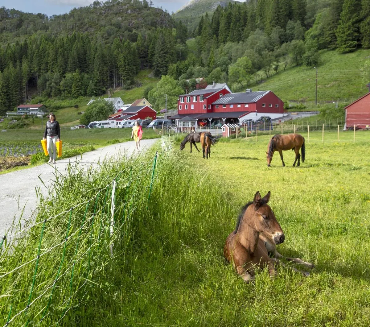 Gulskogen gård omvisning