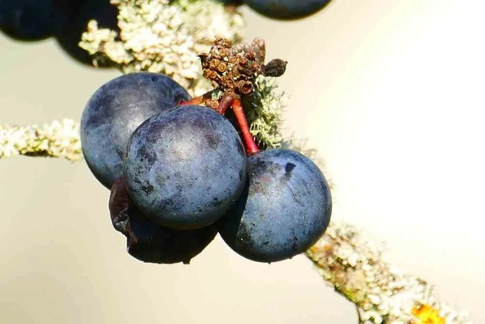 Slåpetorn oppskrifter