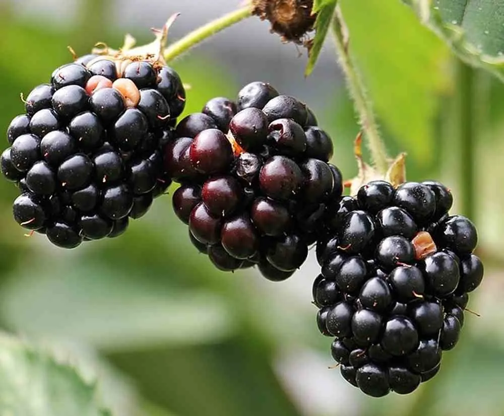 Bjørnebær oppskrift