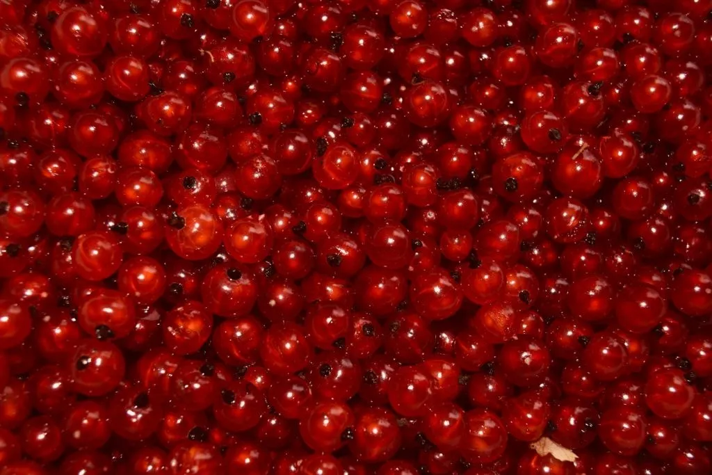 Ripslikør oppskrift