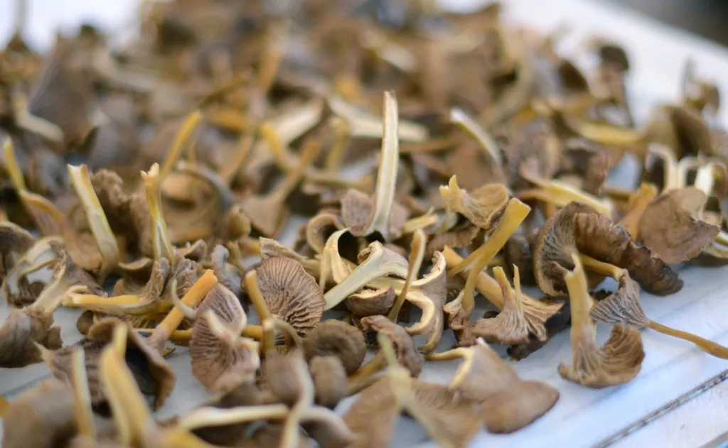 Traktkantarell oppskrift