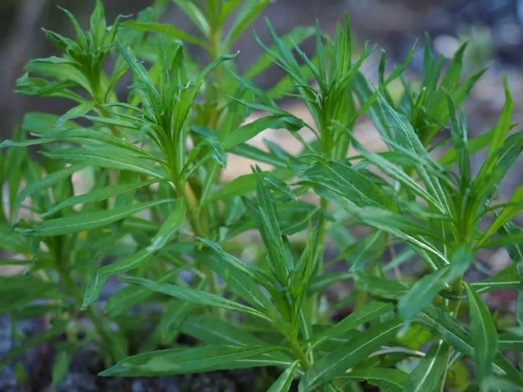 Geitrams te oppskrift