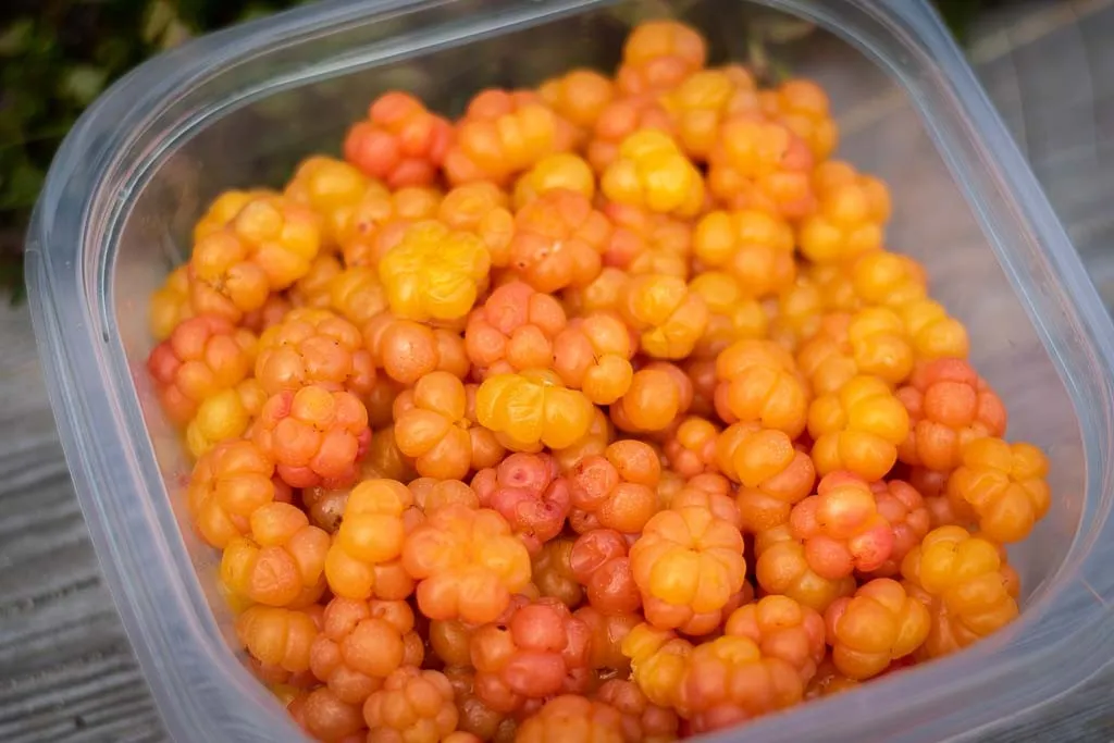 Multesirup oppskrift