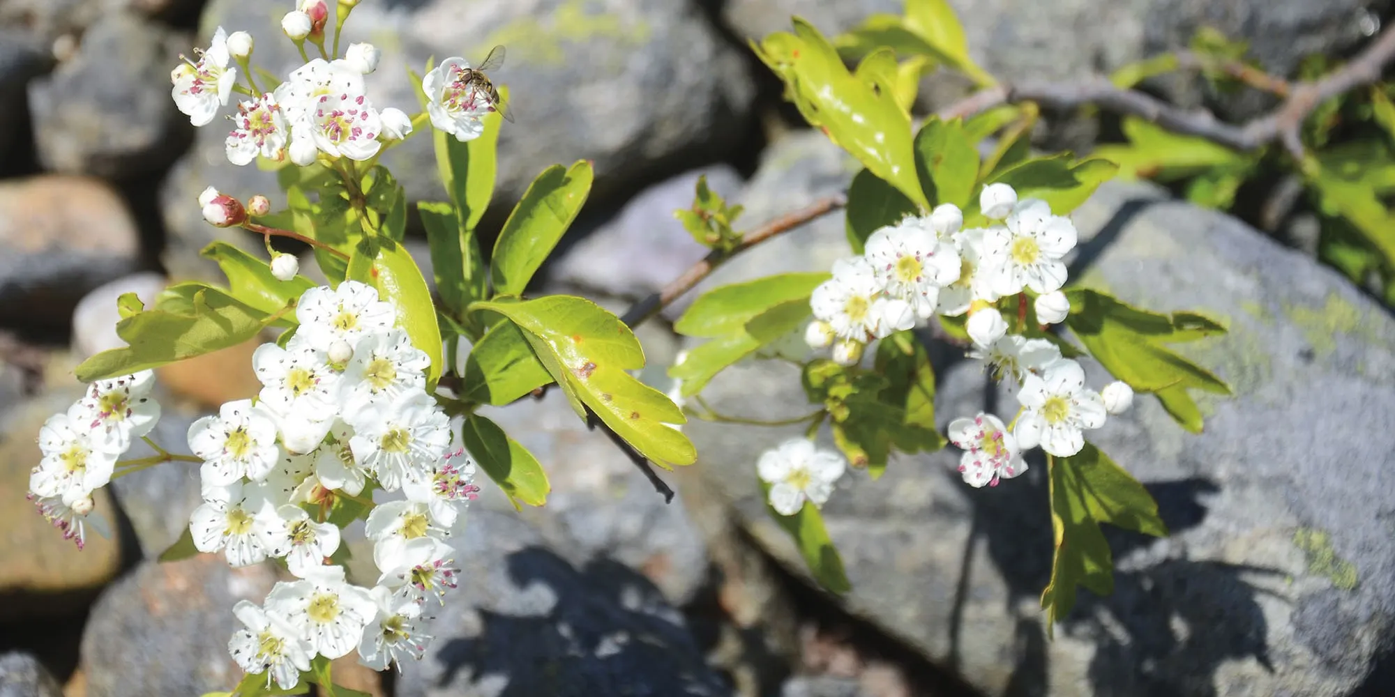 Slåpetorn oppskrifter