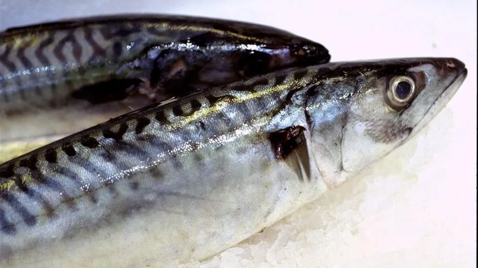 Fiskekaker oppskrift agder norsk norsktradisjonsmat