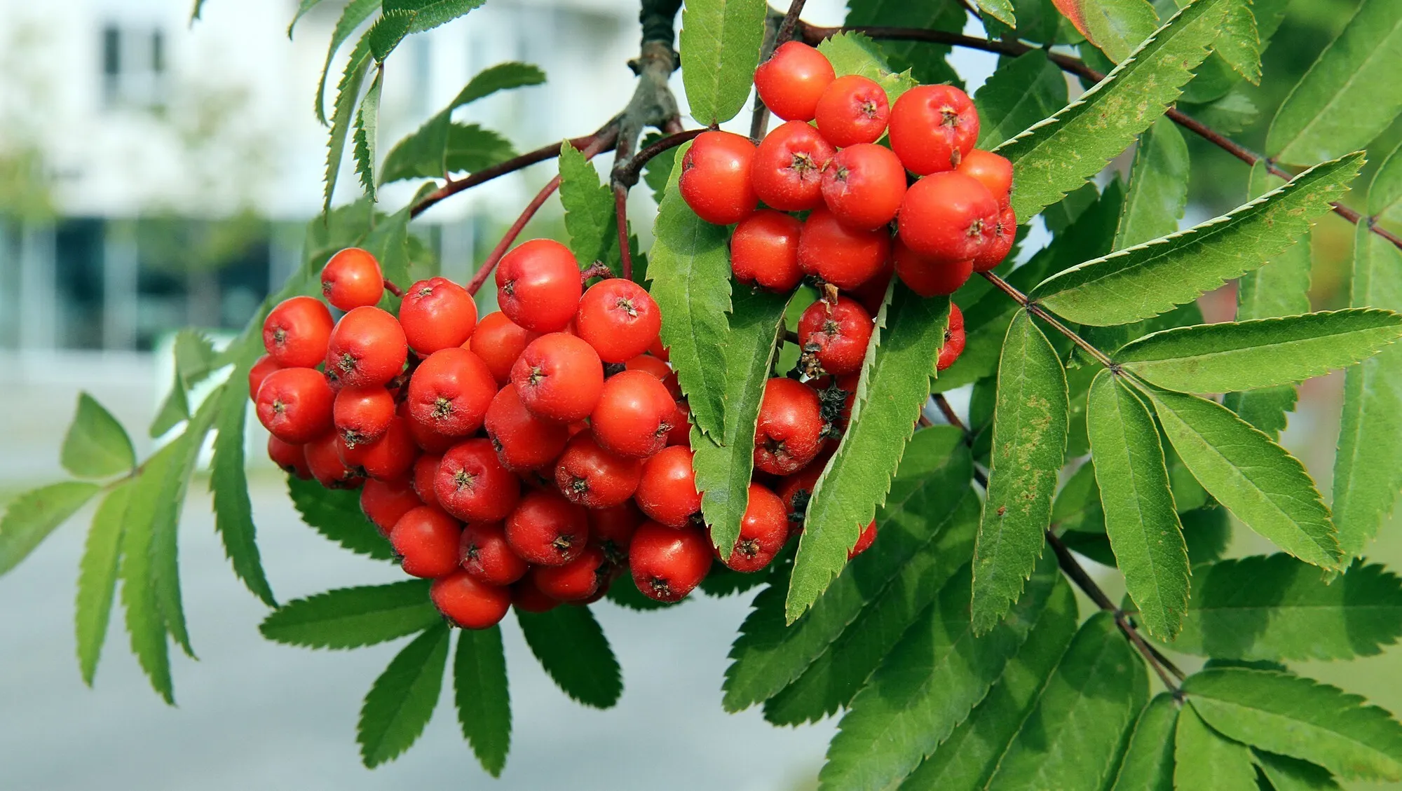 Oppskrifter med rognebær