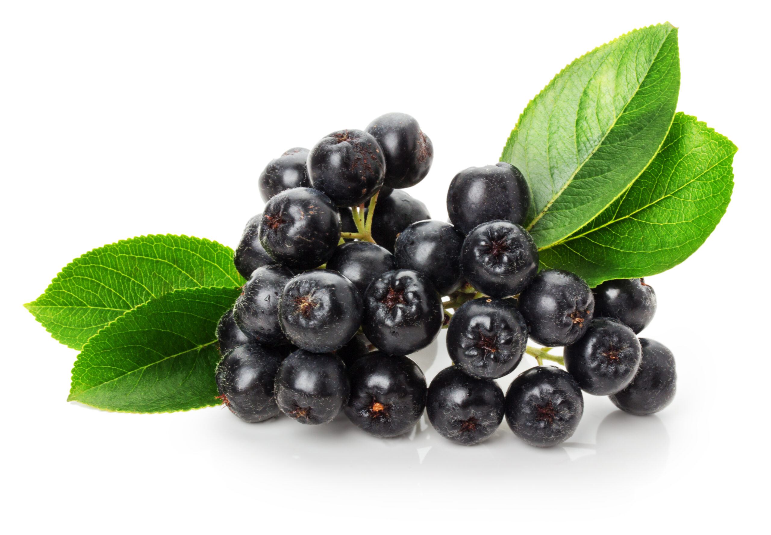 Aronia oppskrift
