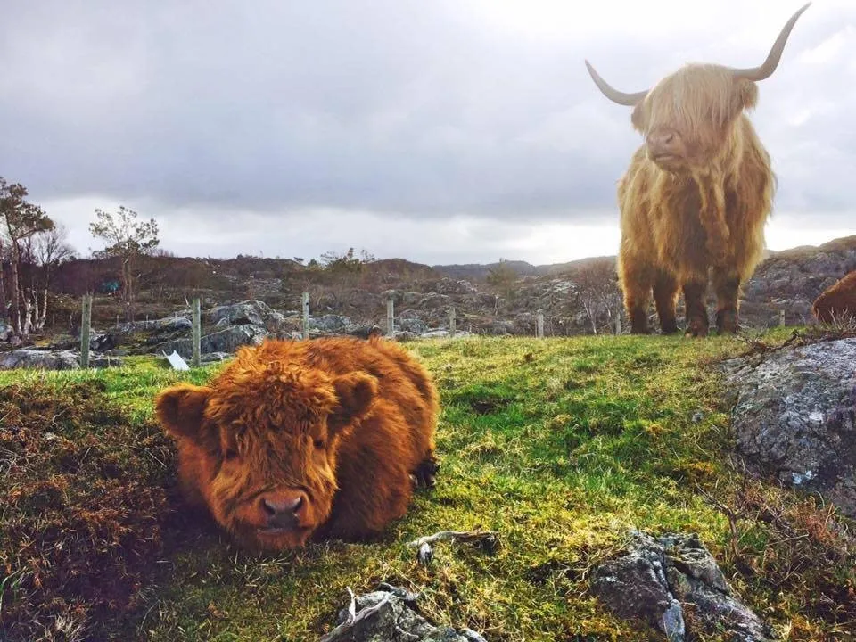 Gulskogen gård omvisning