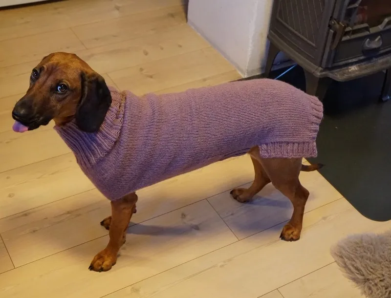 Enkel hundegenser oppskrift