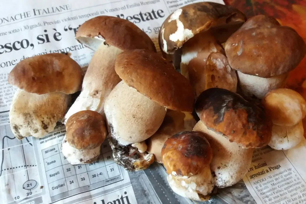 Steinsopp utemagasinet oppskrifter turmat