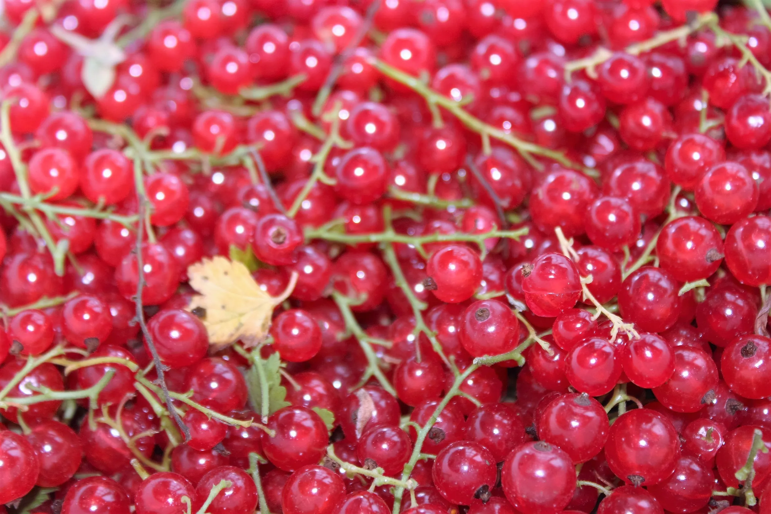 Ripssyltetøy oppskrift