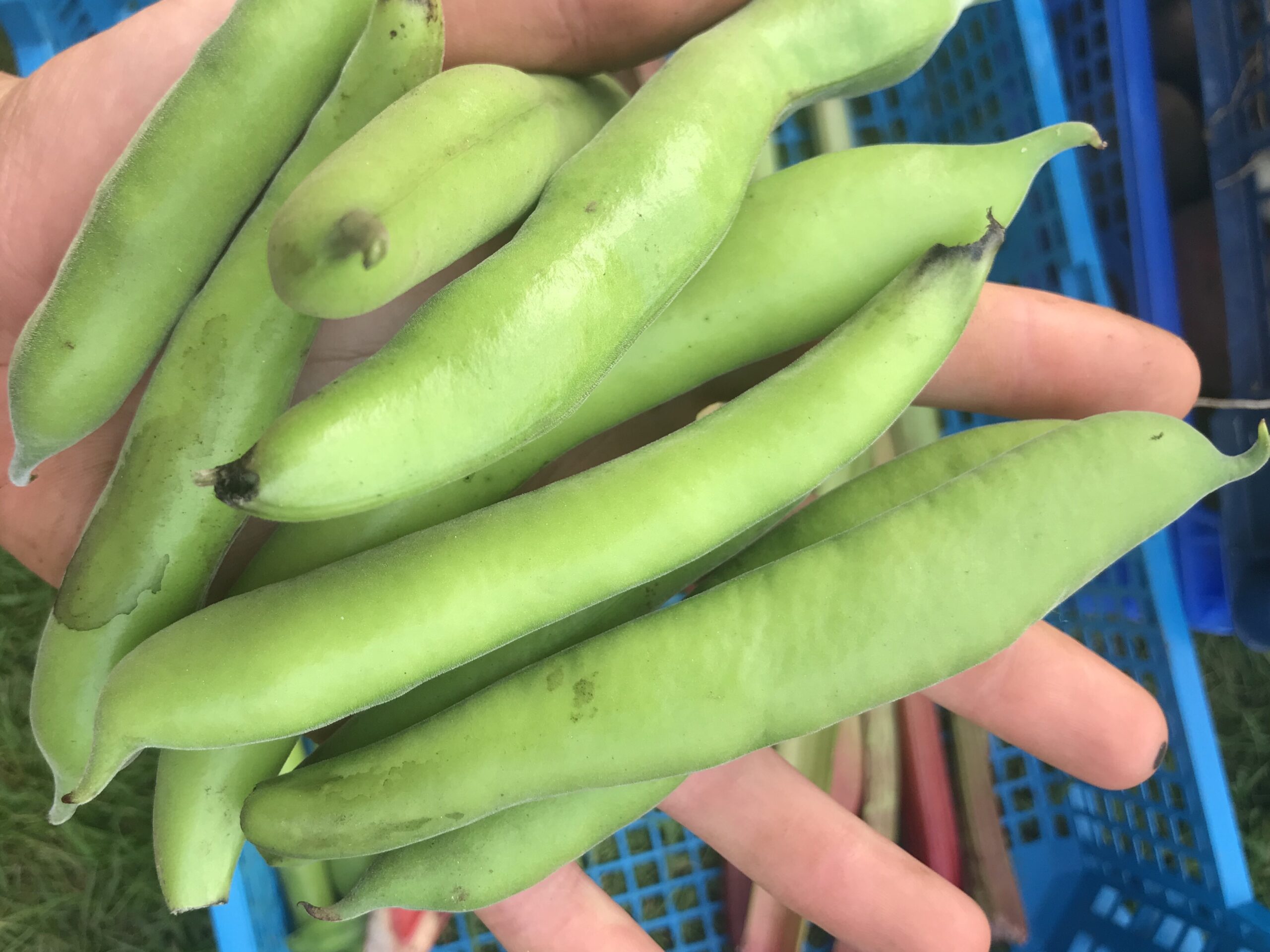 Bondebønner oppskrift