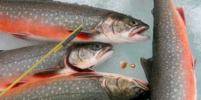 Ishavsrøye oppskrift