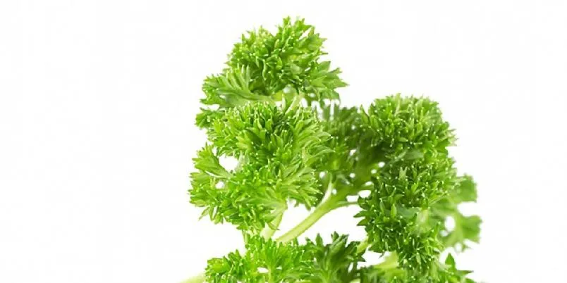 Kruspersille oppskrift