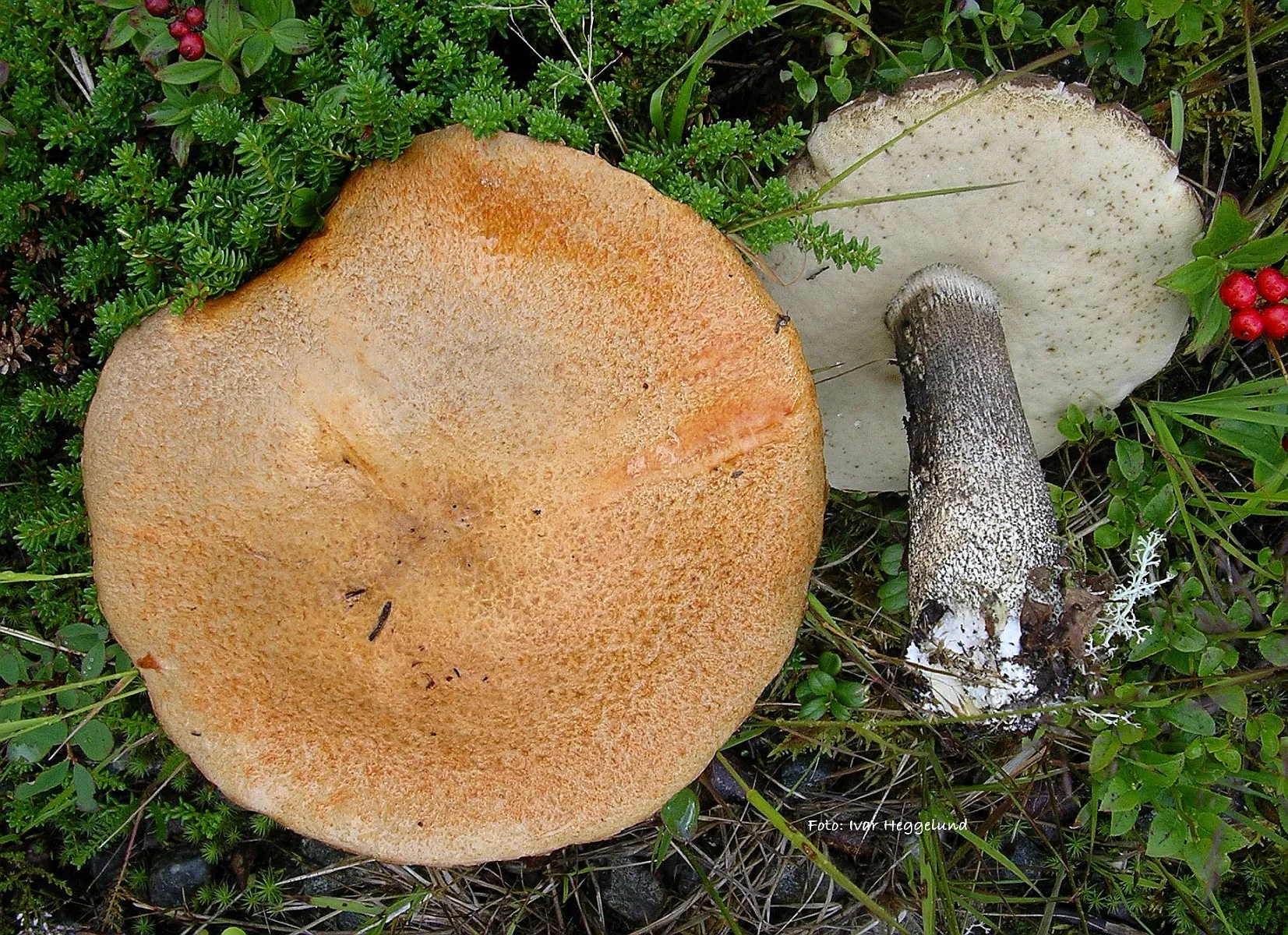 Rødskrubb oppskrift