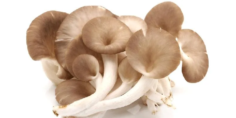 østerssopp oppskrift