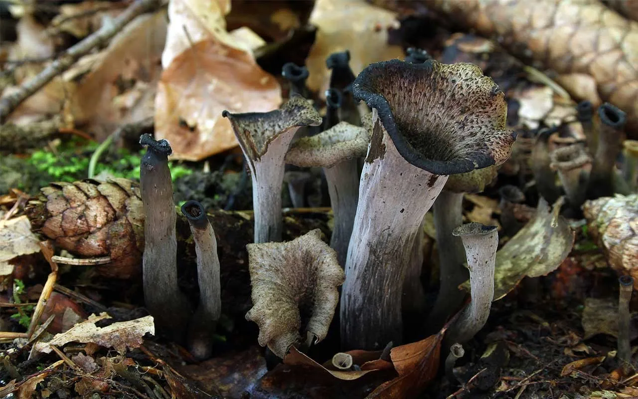 Svart trompetsopp oppskrift