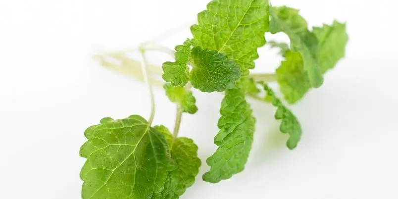 Sitronmelisse oppskrift