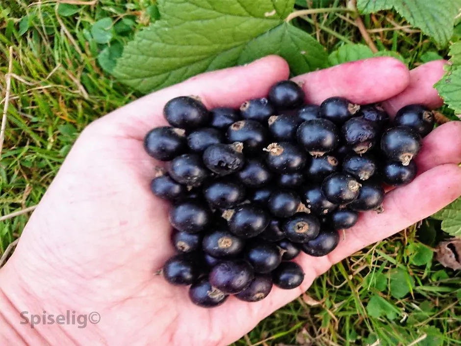 Solbærsaft oppskrift uten saftkoker