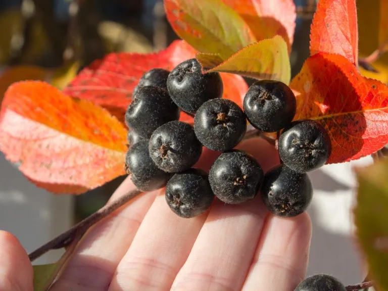 Svartsurbær oppskrift