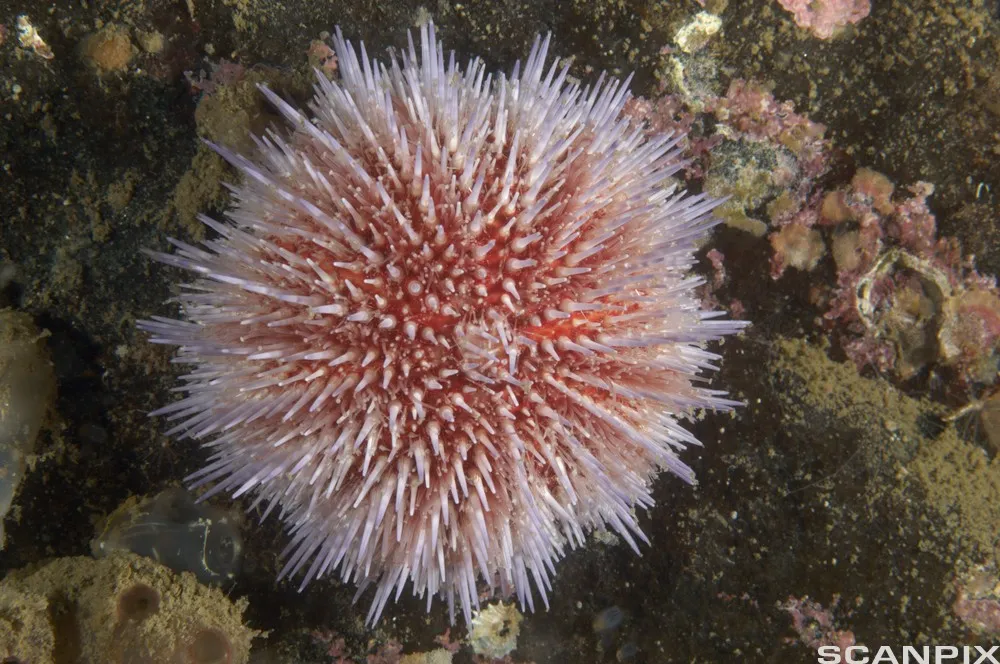 Kråkebolle oppskrift