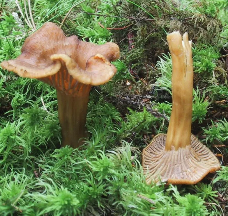 Suppe aperitif oppskrifter willmann kari oppskrift