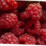 lavkarbo dessert bringebær