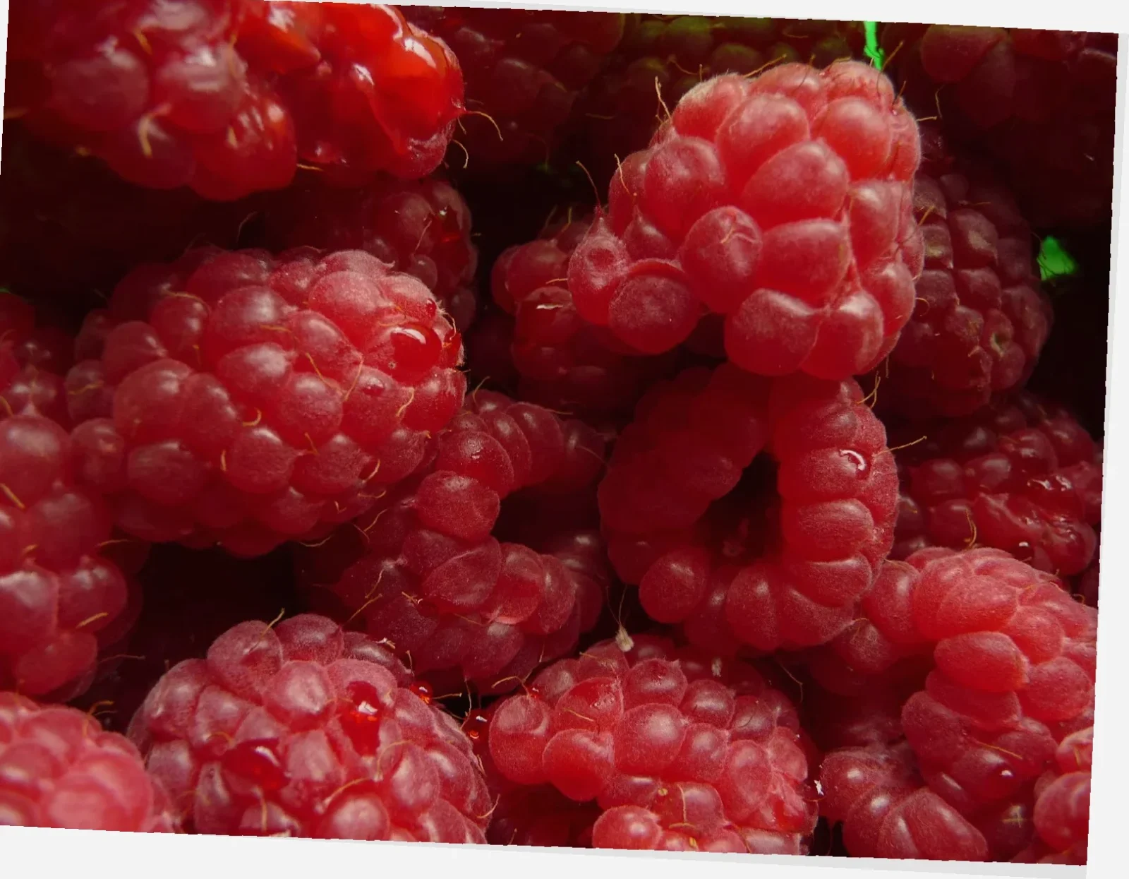 lavkarbo dessert bringebær