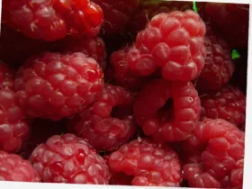 lavkarbo dessert bringebær