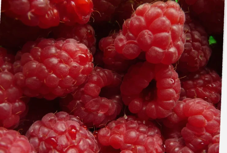 lavkarbo dessert bringebær