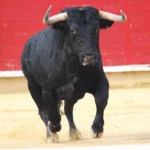 toro glutenfri pizzabunn oppskrift