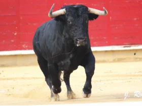 toro glutenfri pizzabunn oppskrift