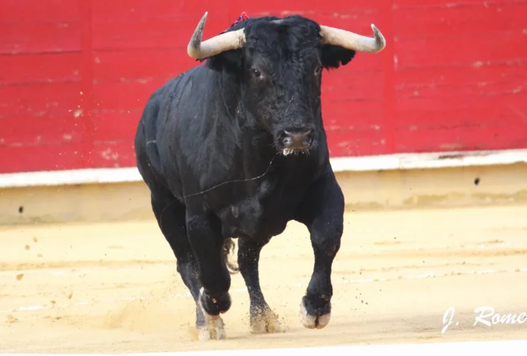 toro glutenfri pizzabunn oppskrift