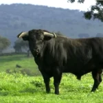 toro glutenfri pizzabunn