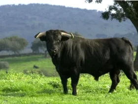 toro glutenfri pizzabunn