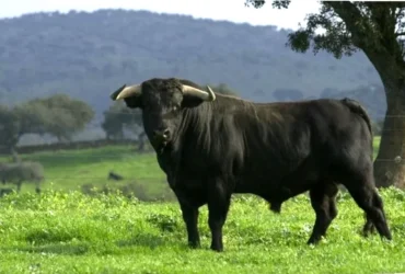 toro glutenfri pizzabunn