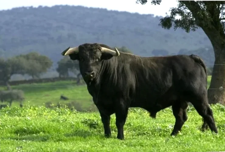 toro glutenfri pizzabunn