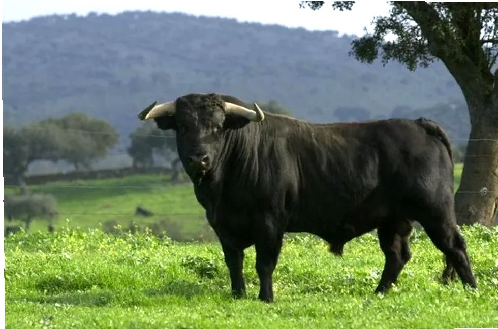 toro glutenfri pizzabunn