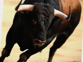 toro glutenfri sjokoladekake