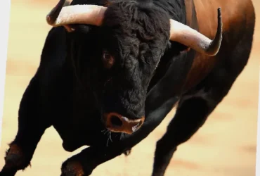 toro glutenfri sjokoladekake