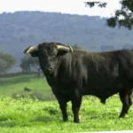 toro gryterett glutenfri